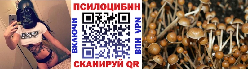 ссылка на мегу ТОР  дарнет шоп  Унеча  Псилоцибиновые грибы Cubensis 